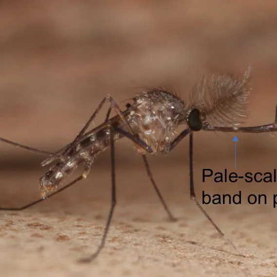 thumbnail for publication: A Mosquito Culex cedecei Stone and Hair (Insecta: Diptera: Culicidae)